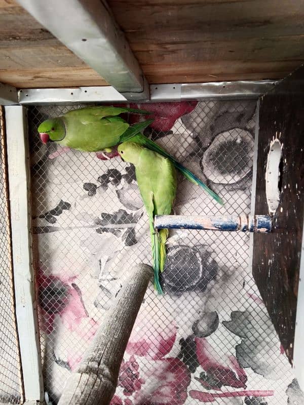 Green parrots breeder pair 03367644054 4