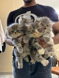 Adorable Triple Coat Persian Kittens for Sale!