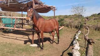 pregent horse for sale