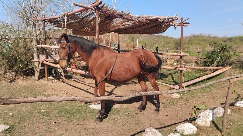 pregent horse for sale 1