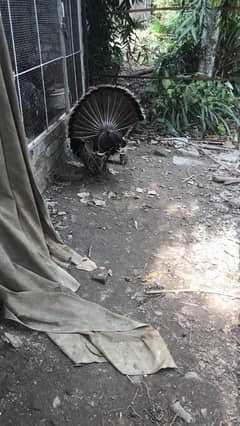 pair of turkey