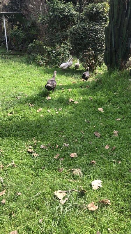 pair of turkey 1