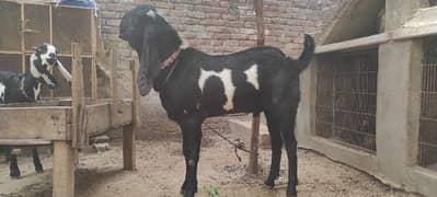 Pure Amritsari/Beetal Bakra