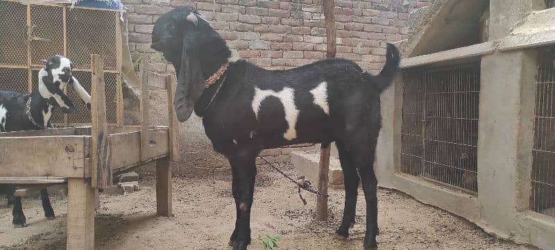 Pure Amritsari/Beetal Bakra 0