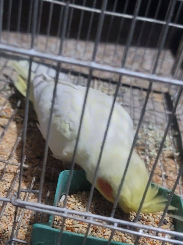 Cockatiel Common White Male 3