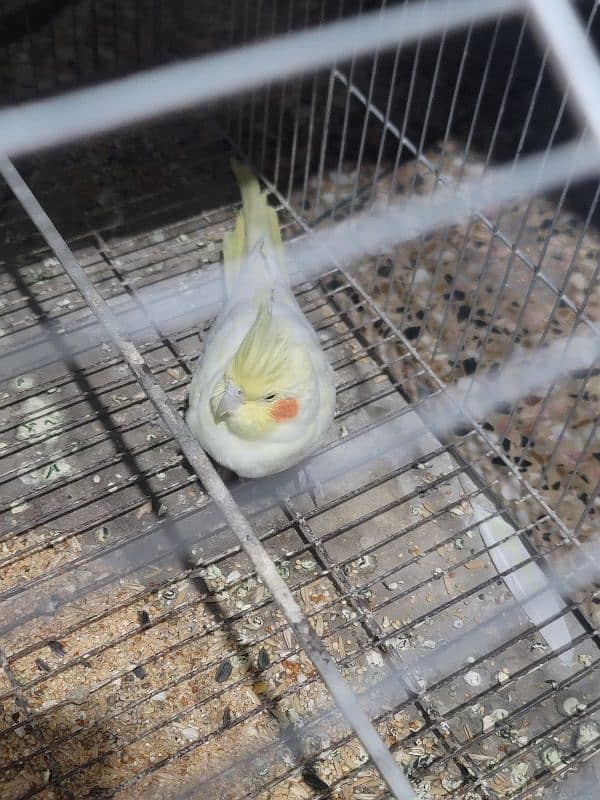 Cockatiel Common White Male 4