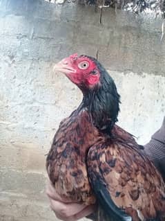 Quality Meerthi cross madi urgent for sale