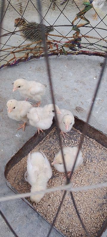 Heera blue eyes chicks/ aseel chicks/ eggs 1