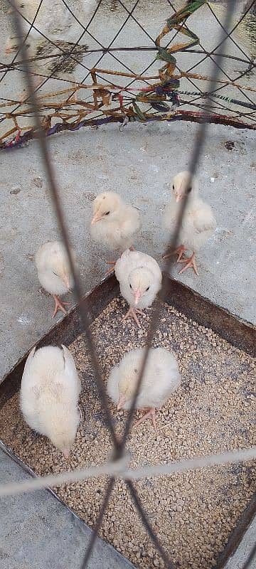 Heera blue eyes chicks/ aseel chicks/ eggs 2