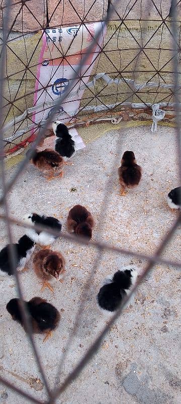 Heera blue eyes chicks/ aseel chicks/ eggs 3