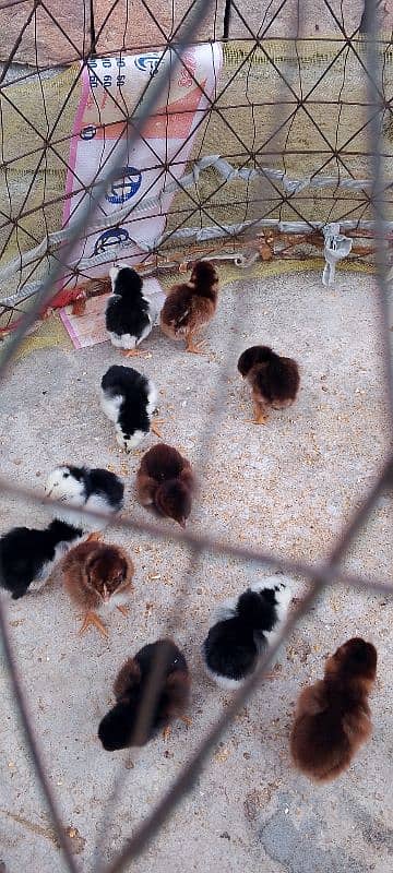 Heera blue eyes chicks/ aseel chicks/ eggs 4