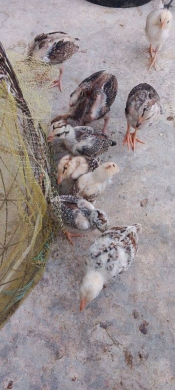 Heera blue eyes chicks/ aseel chicks/ eggs 6