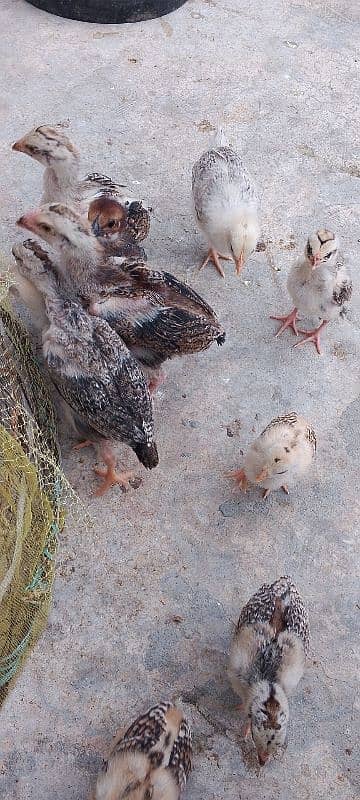 Heera blue eyes chicks/ aseel chicks/ eggs 7