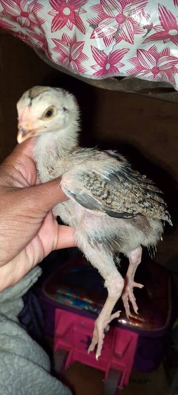 Heera blue eyes chicks/ aseel chicks/ eggs 8