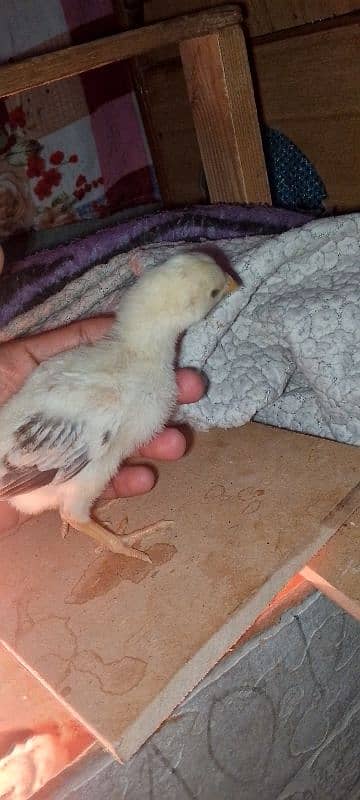 Heera blue eyes chicks/ aseel chicks/ eggs 9