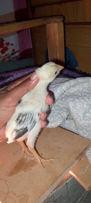 Heera blue eyes chicks/ aseel chicks/ eggs 10