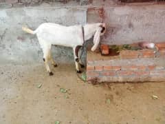 Bakra