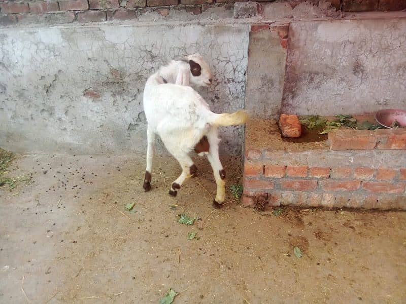 Bakra  for sale 1