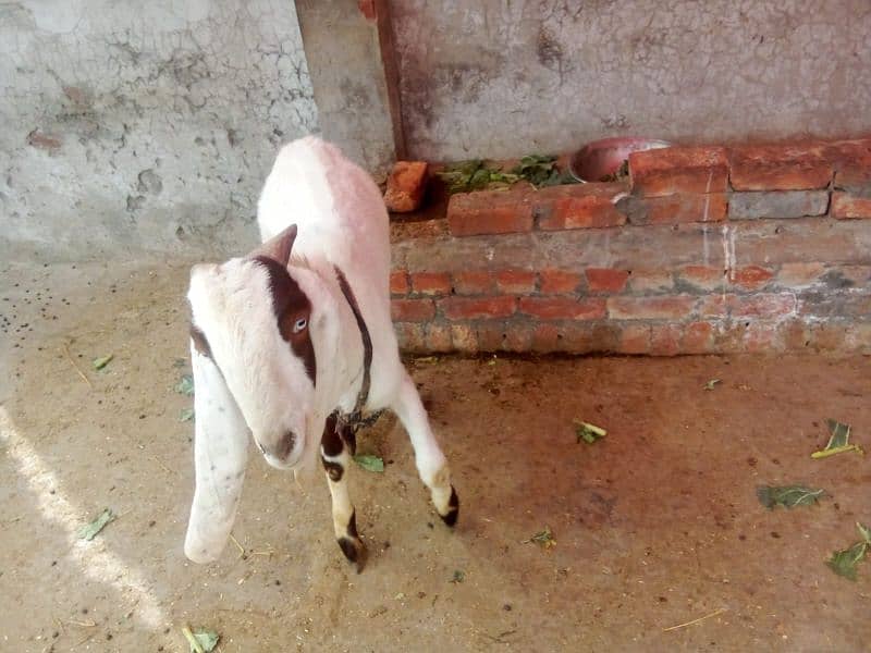 Bakra  for sale 2