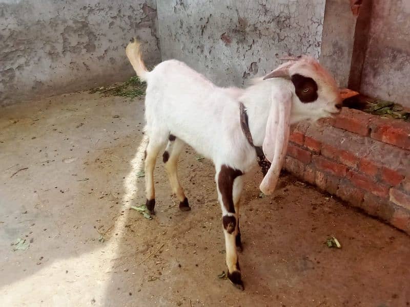 Bakra  for sale 3