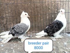 fancy pigeon | kabutar| Jacobin|  frillback saddle | amarican fantail|