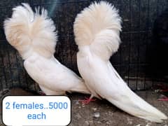 fancy pigeon | kabutar| Jacobin|  frillback saddle | amarican fantail|