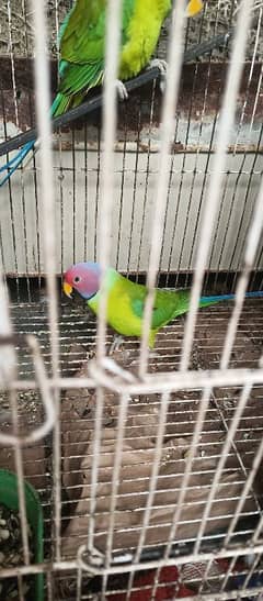 2 plum head male for sale (exchange for female possible)