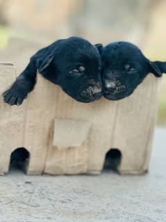 Black Labrador