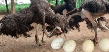 ostrich 100 percent fertile eggs for sale