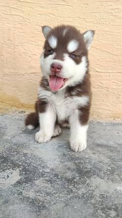 Siberian husky puppies For sale .