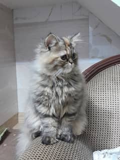 female triple coat punch face persian cat