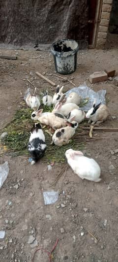 beautiful rabbits for sale 500 rupees ka aik rabbit