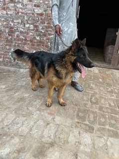 German shepherd triple coat