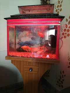 fish and aquarium and filter for sale