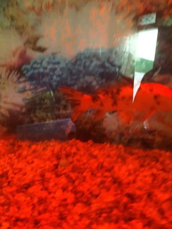 fish and aquarium and filter for sale 2