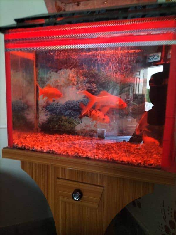 fish and aquarium and filter for sale 3