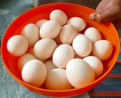 Desi Eggs for Sale