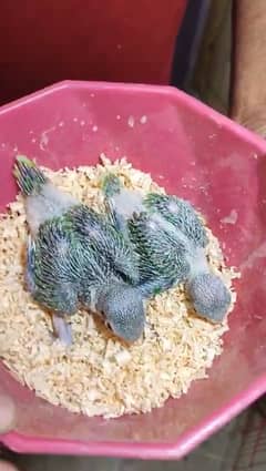 Raw parrot birds / Raw Parrots chicks / Raw chicks