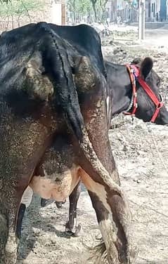 2osra sova ha bohat achi cow ha 10kg bola ha Sath 1bachri