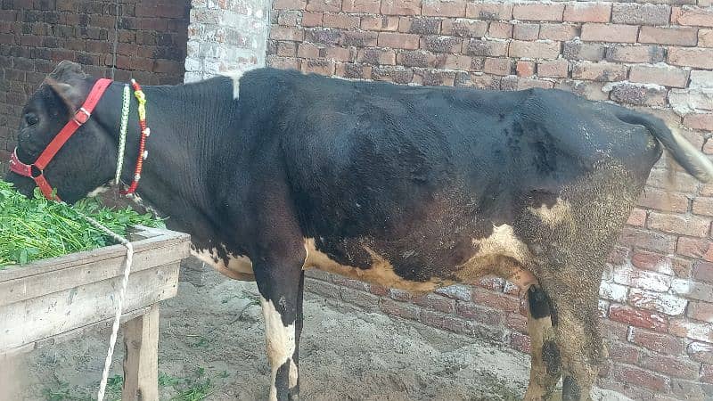 2osra sova ha bohat achi cow ha 10kg bola ha Sath 1bachri 5