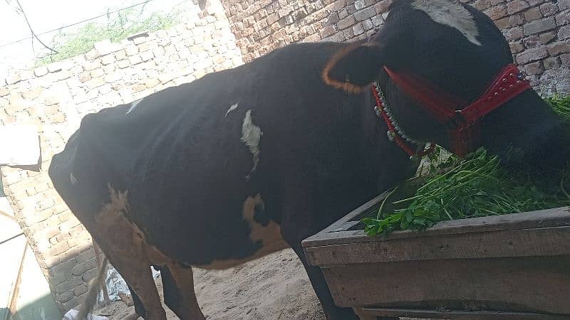 2osra sova ha bohat achi cow ha 10kg bola ha Sath 1bachri 6