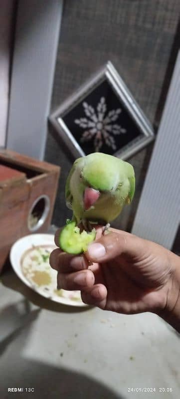 ringneck parrot handtame and taking cage Ka sht 3