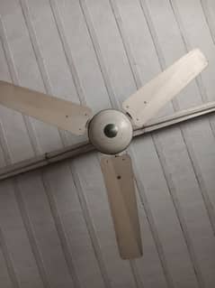 Need Money 56" Fan