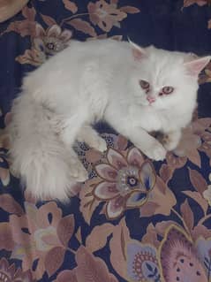 Persian cat for sale | Cat