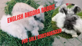 English angora rabbits