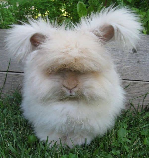 English angora rabbits 1