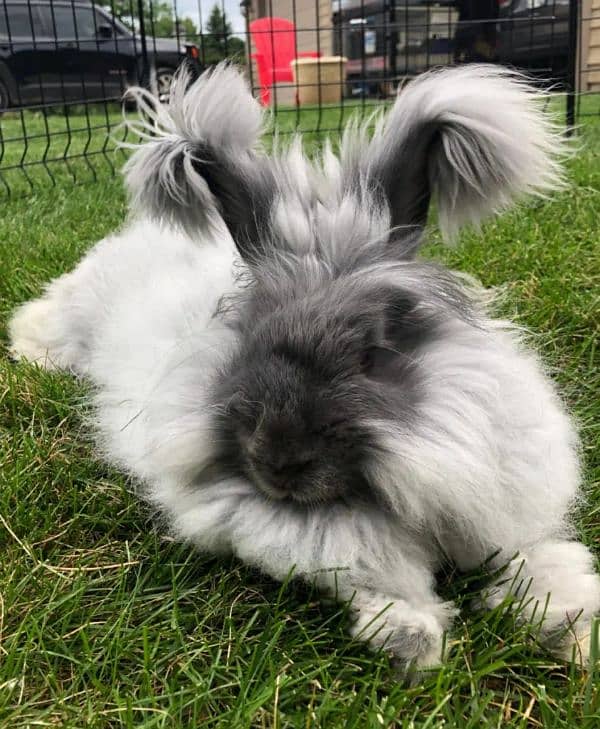 English angora rabbits 2