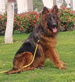 Extreme quality black mask dark pigment long coat Gsd  female for sale