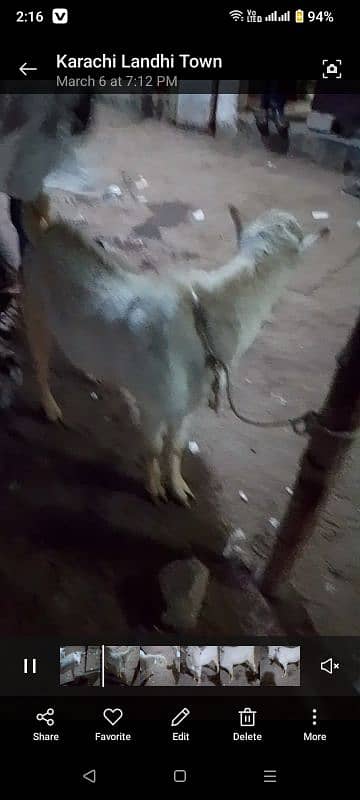 teda or gulabi or betal bakri or tapri 2