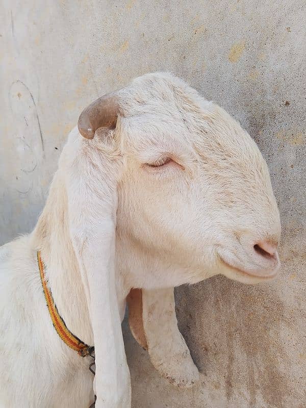 teda or gulabi or betal bakri or tapri 6